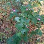 Lavatera bryoniifolia Lapas