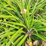 Bromelia pinguin List