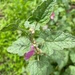 Sphaeralcea ambigua List