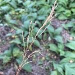 Agrostis canina 葉