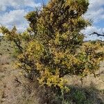 Commiphora madagascariensis Хабит