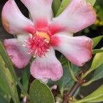 Clusia orthoneura Flor