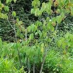 Acer carpinifolium Habit