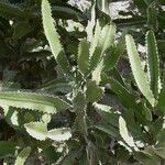 Euphorbia dawei 葉