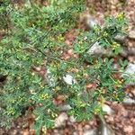 Cytisus spinosus Leht