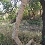 Dregea volubilis 樹皮