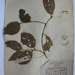 Terminalia anogeissiana Sonstige