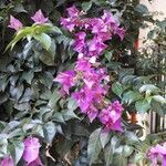 Bougainvillea spectabilis Květ