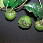 Diospyros cayennensis Fruto