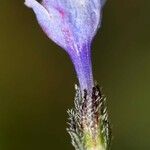 Lithodora hispidula Çiçek