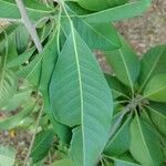 Esenbeckia leiocarpa Leaf