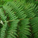 Dryopteris oligodonta Leaf