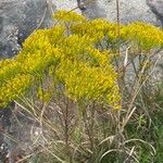 Solidago odora Λουλούδι