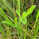 Nidorella aegyptiaca पत्ता