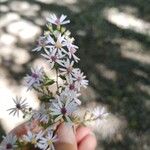 Symphyotrichum cordifoliumÕis