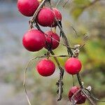 Bryonia cretica Fruit