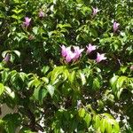 Cryptostegia grandiflora പുഷ്പം