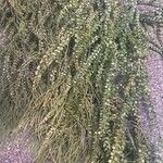 Huperzia phlegmaria Hoja