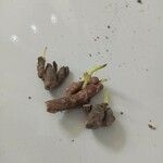 Kaempferia galanga Φύλλο