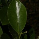 Clusia croatii Leaf