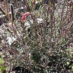 Oenothera stricta Habitus