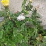 Sonchus oleraceusHostoa