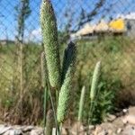 Phalaris coerulescens Λουλούδι