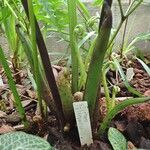 Pteris tripartita ശീലം