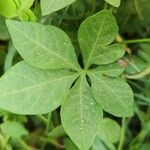 Ipomoea cairica ഇല