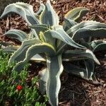 Agave gypsophila Hoja
