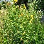 Oenothera × fallax Habit