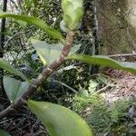 Freycinetia verruculosa Bark