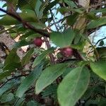 Malus hupehensis Fruit