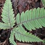 Pteris quadriaurita Hostoa