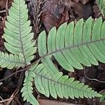 Pteris quadriaurita 葉