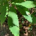 Castanea pumila 叶