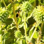 Grindelia hirsutula Hedelmä