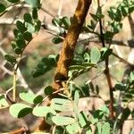 Vachellia permixta برگ