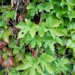 Humulus lupulus Blad