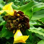 Costus afer Λουλούδι