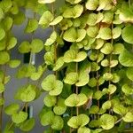 Lysimachia nummularia Leaf