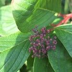 Cornus sericeaBloem