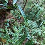 Angraecum appendiculatum Hábito