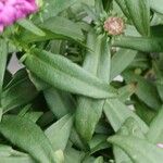 Symphyotrichum dumosum Blatt