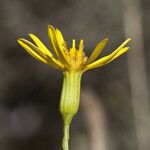 Senecio spartioides Цветок