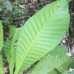 Siparuna pachyantha Leaf