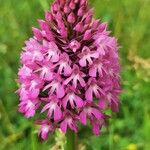 Anacamptis pyramidalisKvět