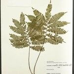 Adiantum terminatum Folha