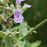 Nepeta racemosaFloare