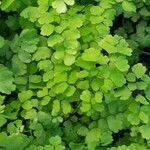 Adiantum raddianum Συνήθη χαρακτηριστικά